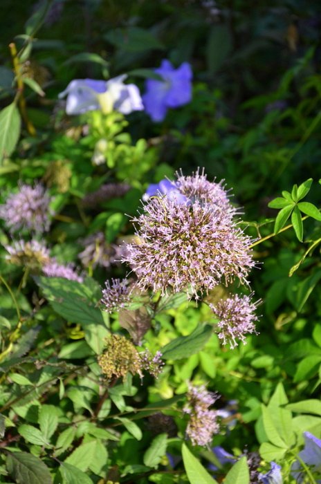 Trachelium coeruleum 'Jemmy rose antique'